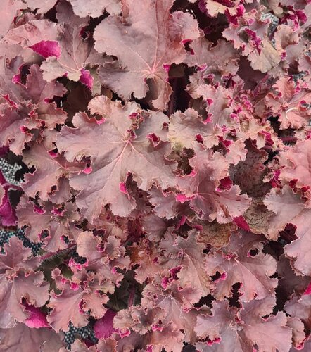 Heuchera Alfie 3 Litre