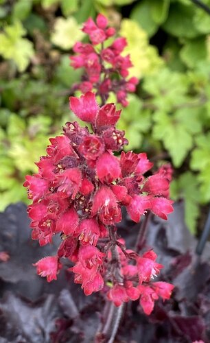 Heuchera Black Forest Cake 2 Litre