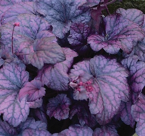 Heuchera Electric Plum 2 Litre