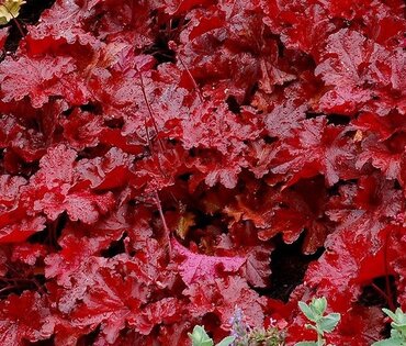 Heuchera Forever Red 2 Litre