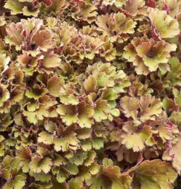 Heuchera Frilly 3 Litre