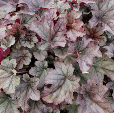 Heuchera Huckleberry 2 Litre