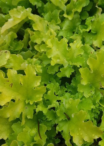 Heuchera Lime Marmalade 2 Litre