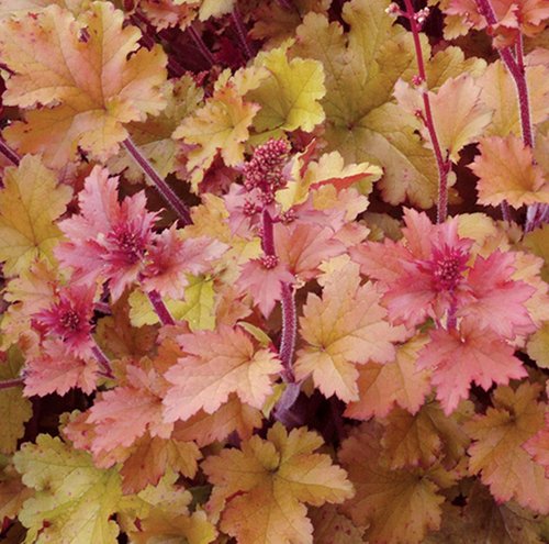 Heuchera Marmalade 3 Litre