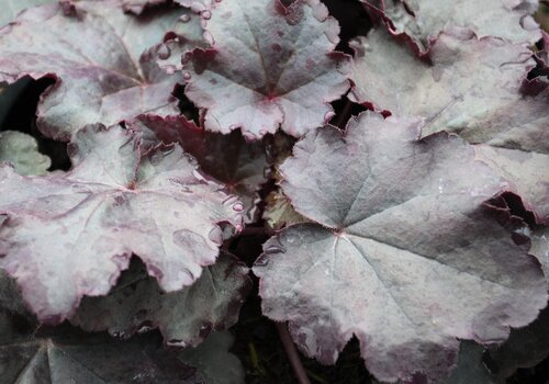 Heuchera Obsidian 3 Litre