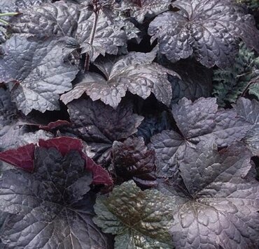 Heuchera Palace Purple 10.5cm