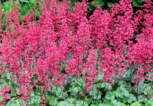 Heuchera Paris 2 Litre