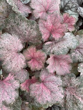 Heuchera Pinky Panky 3 Litre