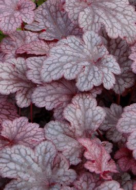 Heuchera Plum Pudding 3 Litre