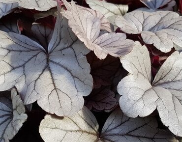 Heuchera Silverberry 2 Litre