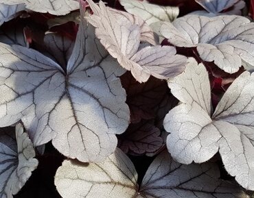 Heuchera Silverberry 2 Litre