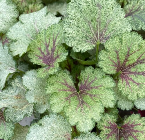 Heuchera Snowy Panky 3 Litre