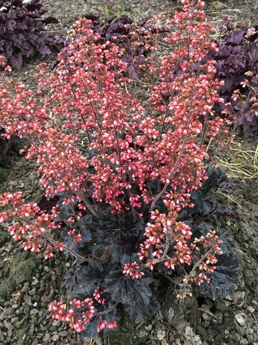 Heuchera Timeless Night 2 Litre