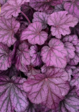 Heuchera Wild Rose 3 litre