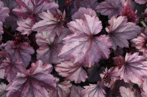 Heuchera Wildberry 2 Litre