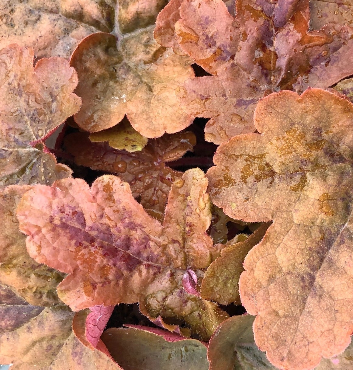 Heucherella red rover