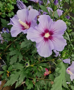 Hibiscus Blue Bird 3 Litre