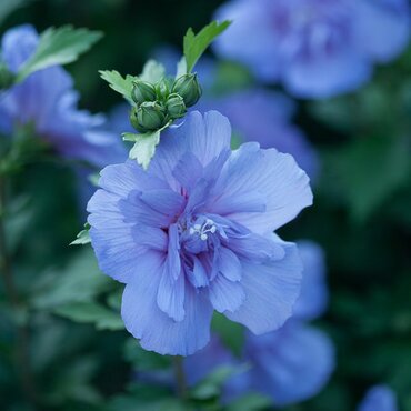 Hibiscus Blue Chiffon 3.4 Litre