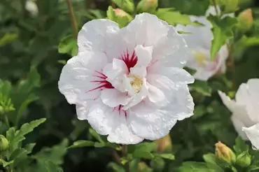 Hibiscus Chiffon China 3 Litre