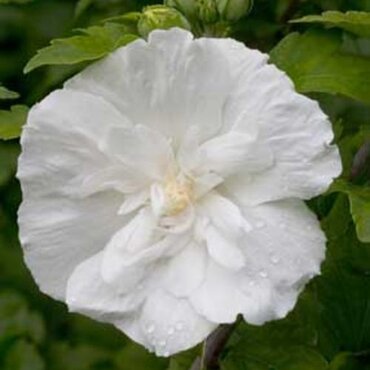 Hibiscus Chiffon White 3 Litre