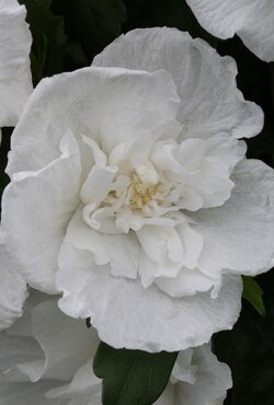 Hibiscus Diana 3.4 Litre