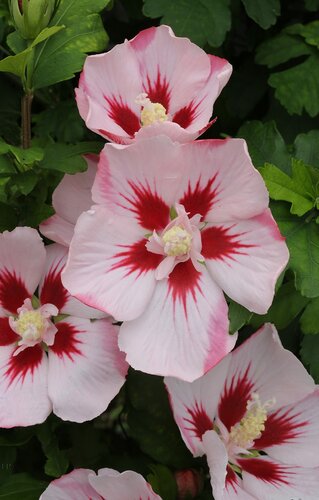 Hibiscus Hamabo 3 Litre