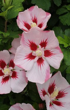 Hibiscus Hamabo Std 10 Litre