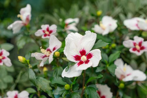 Hibiscus Little Hibiskiss 3.4 Litre - image 2