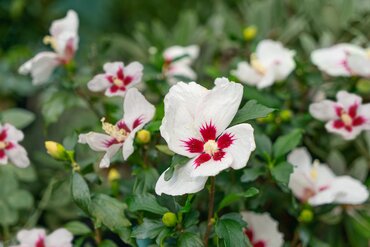 Hibiscus Little Hibiskiss 3.4 Litre - image 2