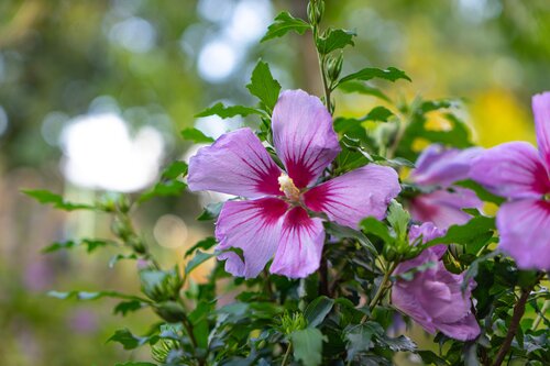 Hibiscus Little Hibiskiss 3.4 Litre - image 1