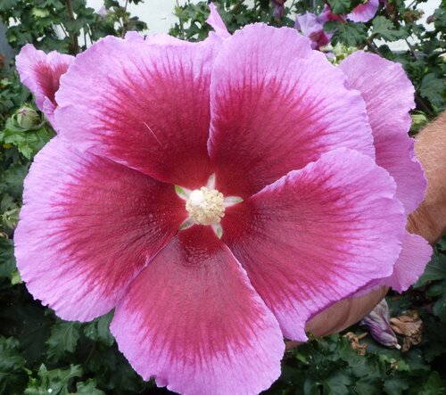 Hibiscus Lunar Eclipse 6 Litre