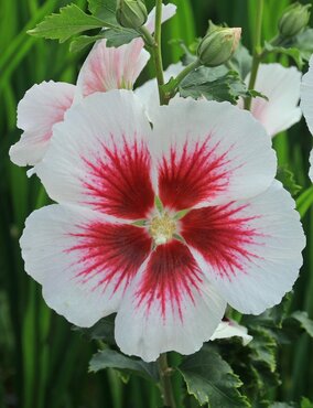 Hibiscus Lunar Flare 6 Litre