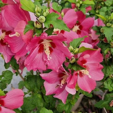 Hibiscus Red Heart 50cm Stem 10 Litre