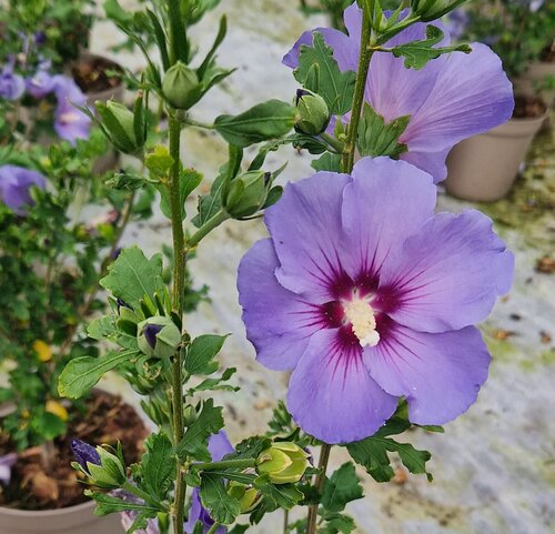 Hibiscus Syriacus Blue Bird 3 Litre