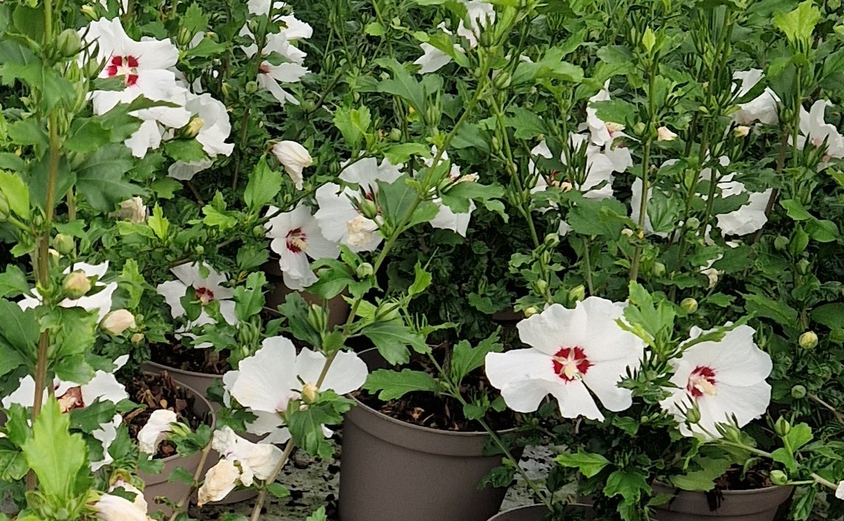 Hibiscus Syriacus Woodbridge 3 Litre - Stewarts Garden Centre