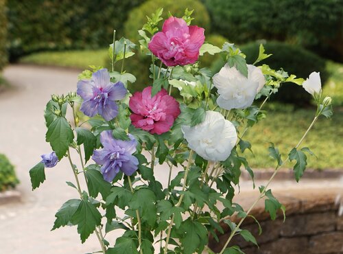 Hibiscus Three Sisters 6 Litre