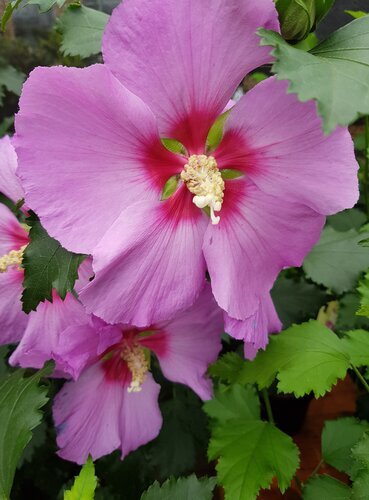 Hibiscus Walbertons Rose Moon 1.5 Litre