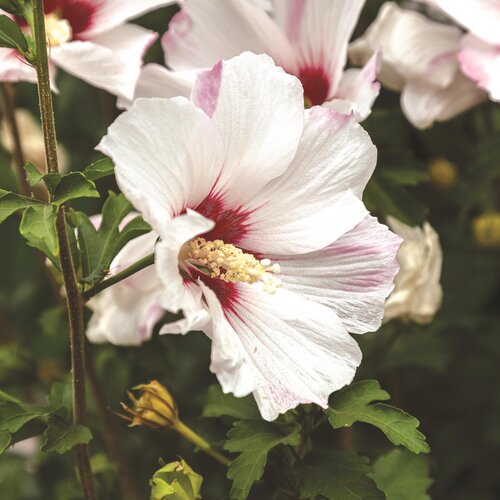 Hibiscus Woodbridge 3.4 Litre