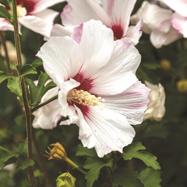 Hibiscus Woodbridge 50cm Stem 10 Litre