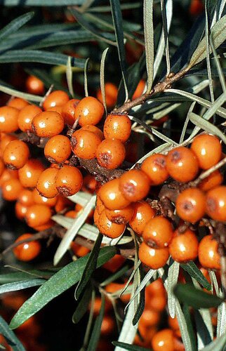 Hippophae rhamnoides Vitaminhochzeit (Buck Thorn) 3.4 Litre