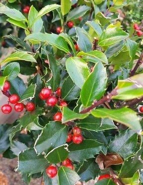 Holly Ball 10 Litre