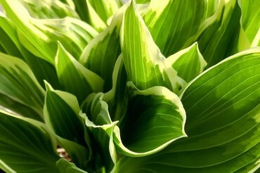 Hosta Albomarginata 3 Litre