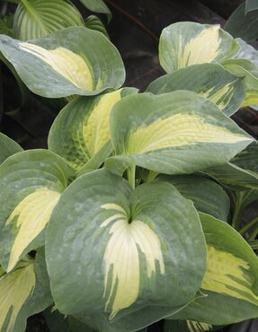 Hosta American Sweetheart 3 Litre