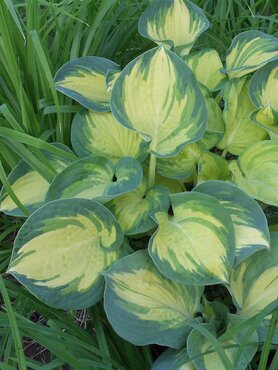 Hosta Beach Boy 3 Litre