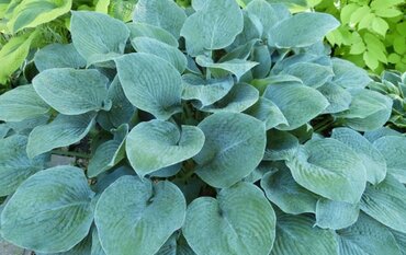 Hosta Big Mama 3 Litre