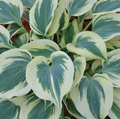 Hosta Blue Ivory 3 Litre