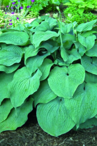 Hosta Blue Mammoth 3 Litre