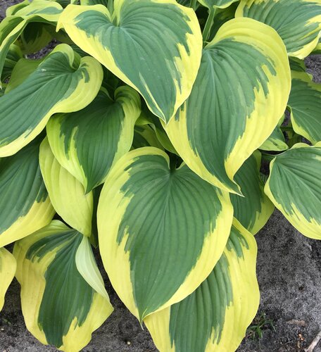 Hosta Broad Band 3 Litre