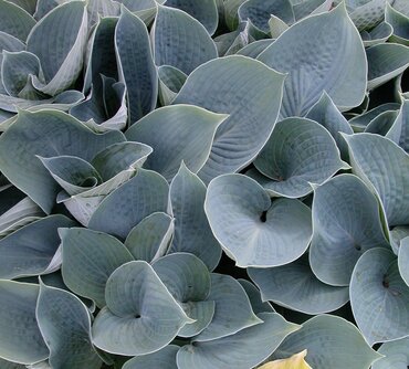 Hosta Bullet Proof 3 Litre