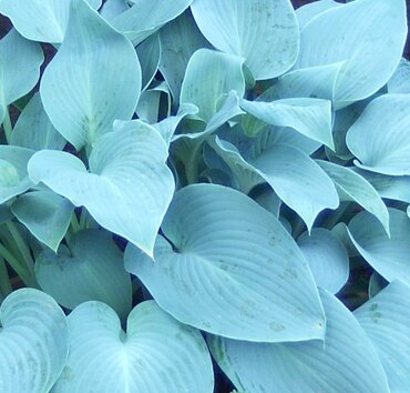 Hosta Canadian Blue 3 Litre